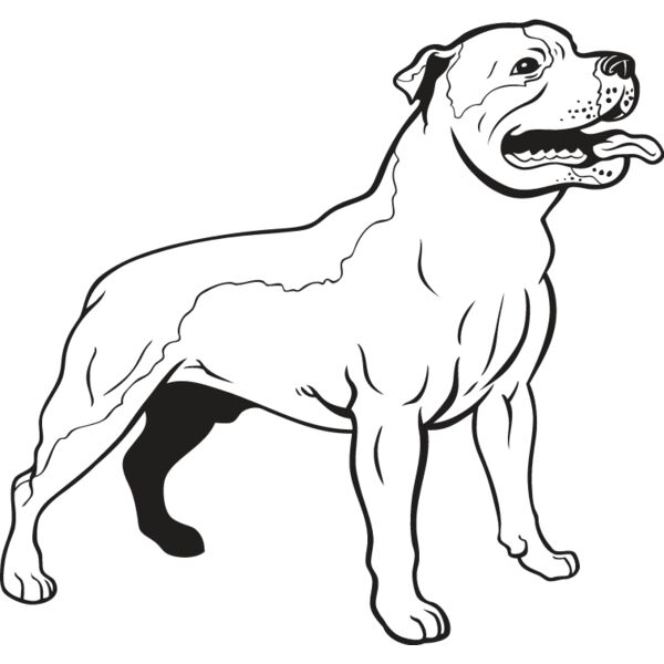 Staffordshire Bull Terrier1 Thumbnail