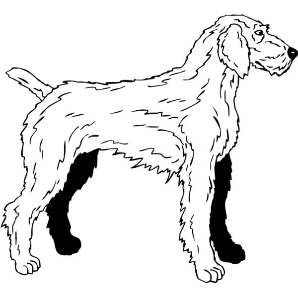 Wirehaired Pointer2 Thumbnail