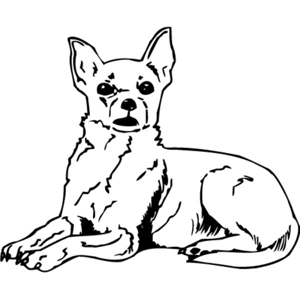 Chihuahua1 Thumbnail