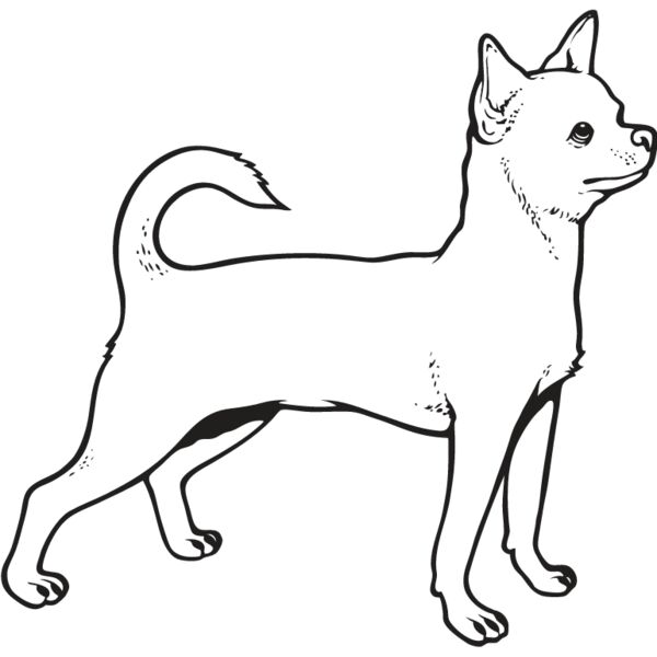 Chihuahua4 Thumbnail