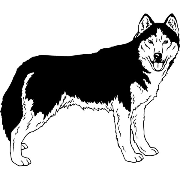 Siberian Husky1 Thumbnail