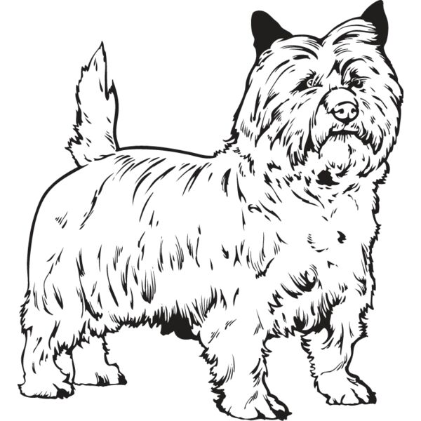 Cairn Terrier Thumbnail