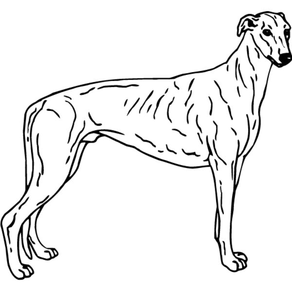 Greyhound1 Thumbnail