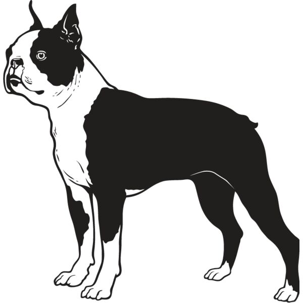 Boston Terrier Thumbnail