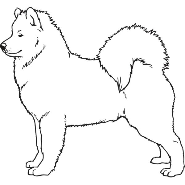 Samoyed2 Thumbnail