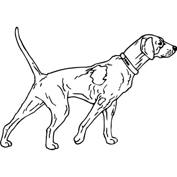 Shorthaired Pointer2 Thumbnail