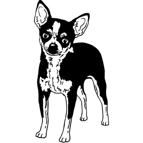 Chihuahua2 Thumbnail