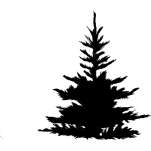 Pine Tree6 Thumbnail