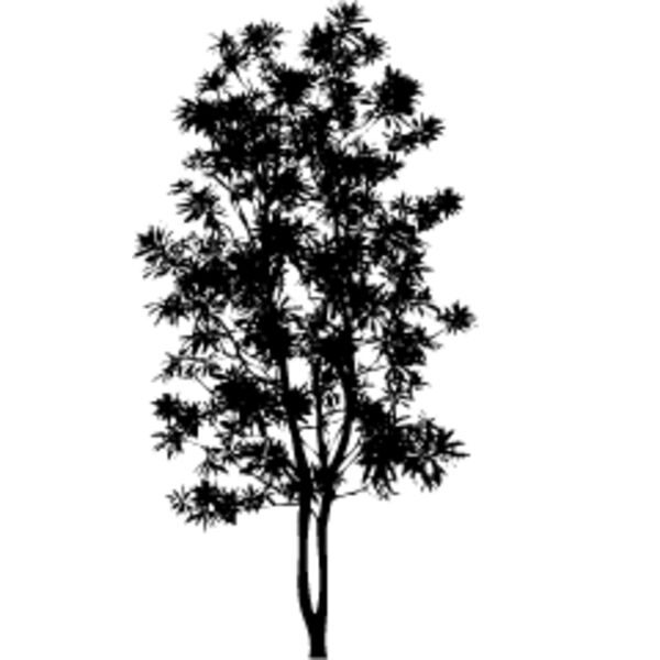 Young Tree2 Thumbnail