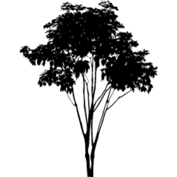 Young Tree Thumbnail