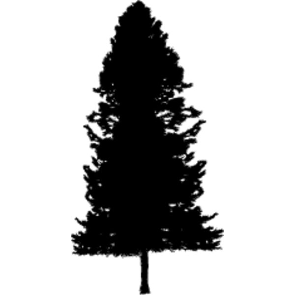 Pine Tree4 Thumbnail